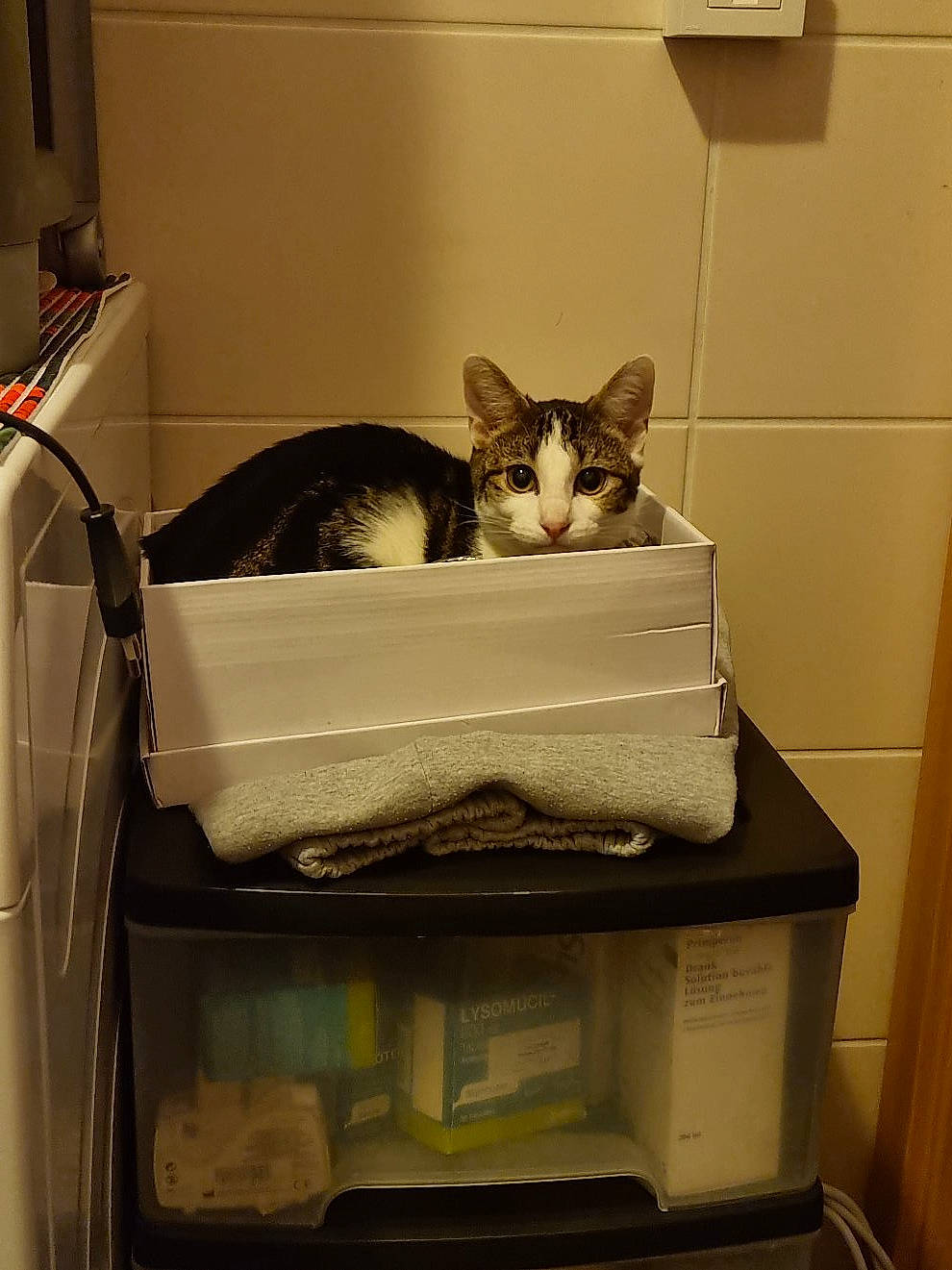 Lola participe au concours pour gagner de l'argent avec cette photo : box, cardboard, carnivore, carton, cat, cat_supply, comfort, domestic_short_haired_cat, felidae, flooring, gas, home_appliance, kitchen_appliance, packaging_and_labeling, paper_product, pet_supply, room, small_to_medium_sized_cats, tail, whiskers