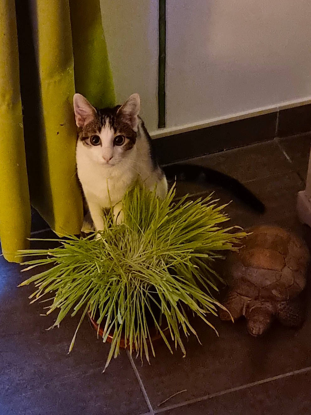 Lola a rejoint le concours — aidez-le/la à gagner de superbes lots ! carnivore, cat, domestic_short_haired_cat, door, felidae, flooring, fur, grass, hardwood, herb, houseplant, paw, plant, small_to_medium_sized_cats, tail, terrestrial_plant, tree, whiskers, window, wood