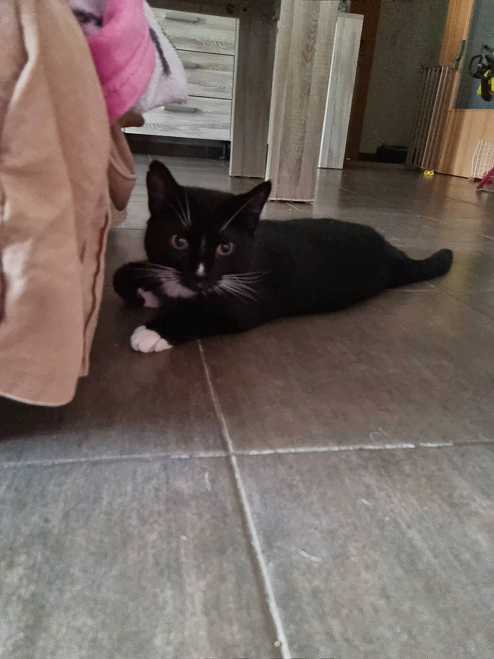 Hades participe au concours pour gagner de l'argent avec cette photo : black_cat, carnivore, cat, comfort, domestic_short_haired_cat, door, felidae, floor, flooring, fur, grey, hardwood, human_leg, road_surface, small_to_medium_sized_cats, tail, tints_and_shades, whiskers, window, wood