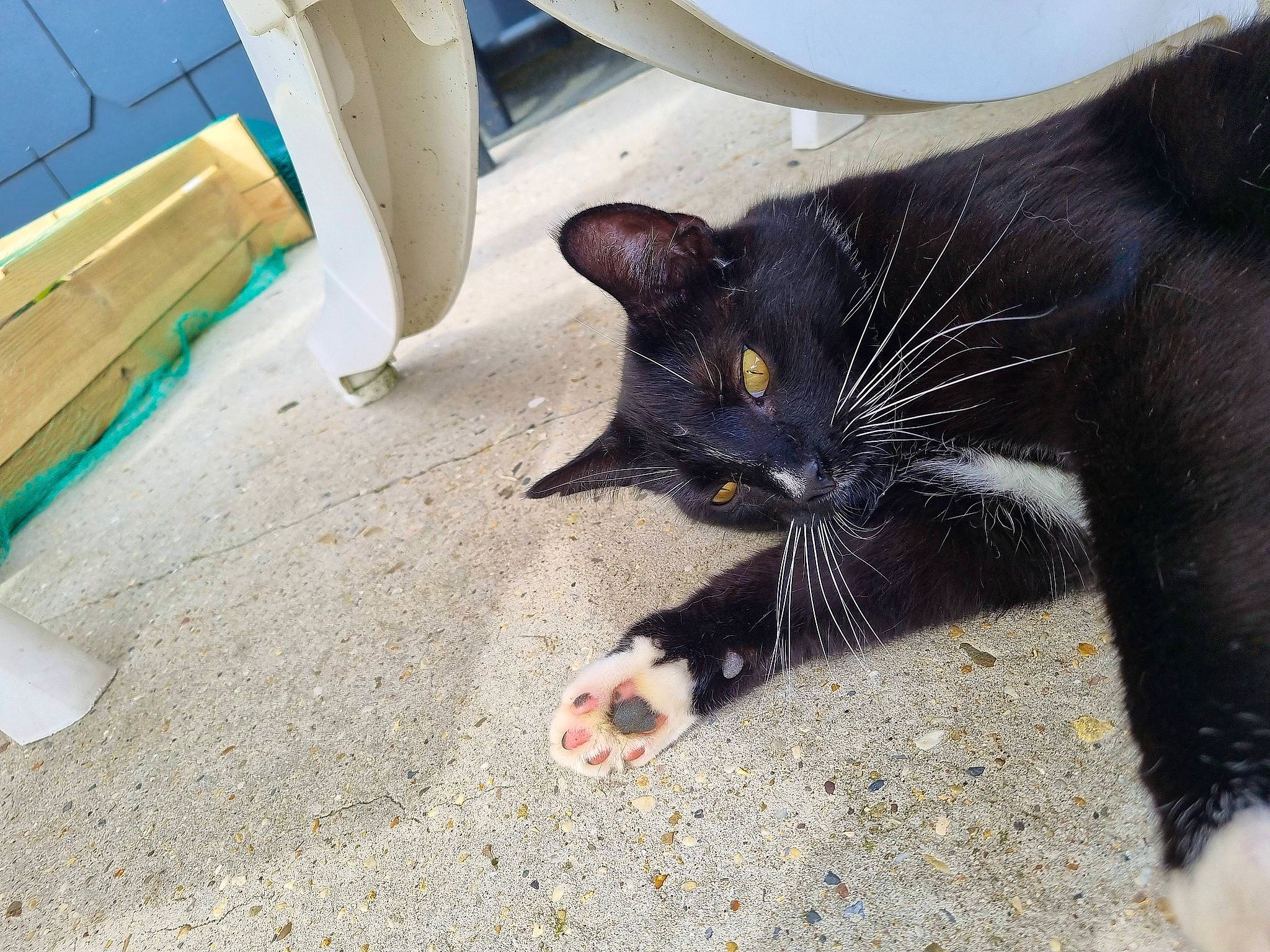 Hades participe au concours pour gagner de l'argent avec cette photo : asphalt, black_cat, carnivore, cat, claw, domestic_short_haired_cat, felidae, fender, flooring, foot, fur, human_leg, paw, plant, road_surface, small_to_medium_sized_cats, snout, tail, vertebrate, whiskers