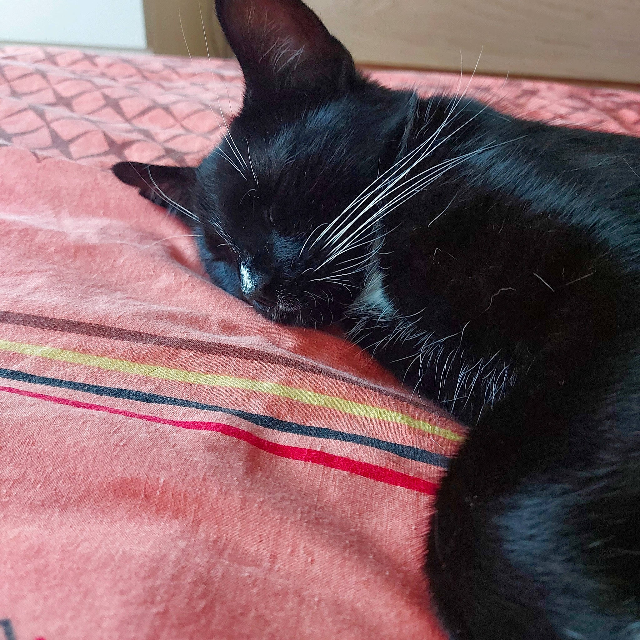 Hades participe au concours pour gagner de l'argent avec cette photo : black_cat, bombay, carmine, carnivore, cat, claw, comfort, domestic_short_haired_cat, felidae, foot, fur, linens, magenta, nap, pattern, paw, small_to_medium_sized_cats, snout, tail, whiskers