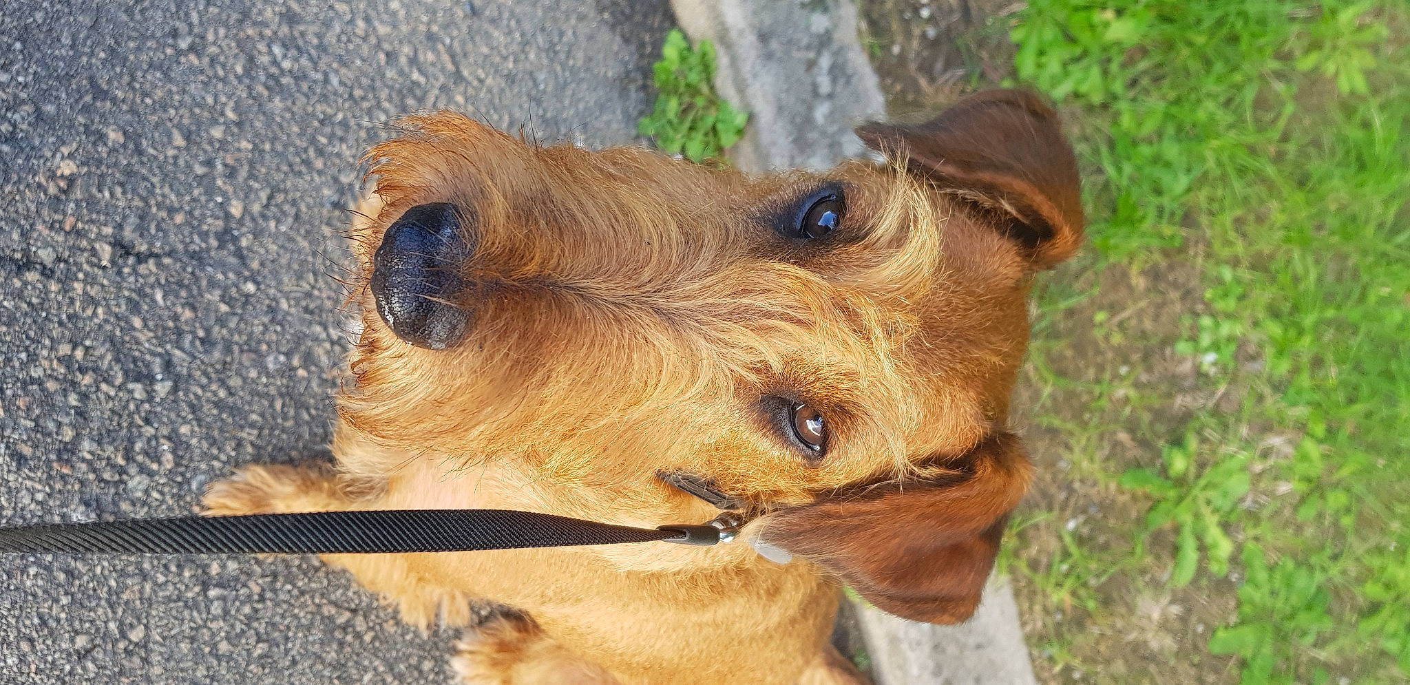 Ruben a rejoint le concours — aidez-le/la à gagner de superbes lots ! canidae, carnivore, companion_dog, dog, dog_breed, fawn, fur, grass, hunting_dog, liver, pet_supply, puppy, snout, sporting_group, street_dog, terrestrial_animal, whiskers, wood, working_animal, working_terrier