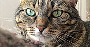 Pepper participe au concours pour gagner de l'argent avec cette photo : animal, background_blur, cat, close_up, curious, domestic_cat, ears, face, feline, focused, fur, green_eyes, indoor, mammal, nose, pet, portrait, tabby, texture, whiskers