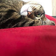 Pepper a rejoint le concours — aidez-le/la à gagner de superbes lots ! animal, cat, closeup, comfort, cozy, cute, domestic_animal, eye, fur, indoor, mammal, nose, pet, red_blanket, relaxing, resting, sleepy, soft, tabby, whiskers