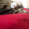 animal, cat, closeup, comfort, cozy, cute, domestic_animal, eye, fur, indoor, mammal, nose, pet, red_blanket, relaxing, resting, sleepy, soft, tabby, whiskers