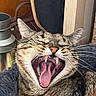 Pepper a rejoint le concours — aidez-le/la à gagner de superbes lots ! animal, cat, closeup, cozy, cute, domestic_cat, face, feline, fur, indoor, mouth_open, pet, relaxed, resting, sleepy, tabby, teeth, tongue, whiskers, yawning