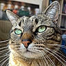 animal_face, blurred_background, calm, cat, close_up, cute, domestic_animal, feline, fur, green_eyes, household, indoor, mammal, pet, portrait, relaxed, shelf, sunlight, tabby, whiskers
