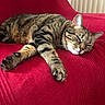 Pepper participe au concours pour gagner de l'argent avec cette photo : animal, cat, closeup, cozy, cute, domestic_cat, fur, furniture, indoor, mammal, napping, paw, pet, red_couch, relaxed, resting, sleeping, striped, tabby, whiskers