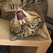 Pepper a rejoint le concours — aidez-le/la à gagner de superbes lots ! animal, cat, close_up, cute, ears, feline, fur, green_eyes, indoor, mouth_open, pet, playful, relaxed, tabby_cat, teeth, tongue, upside_down, whiskers, wooden_surface, yawning