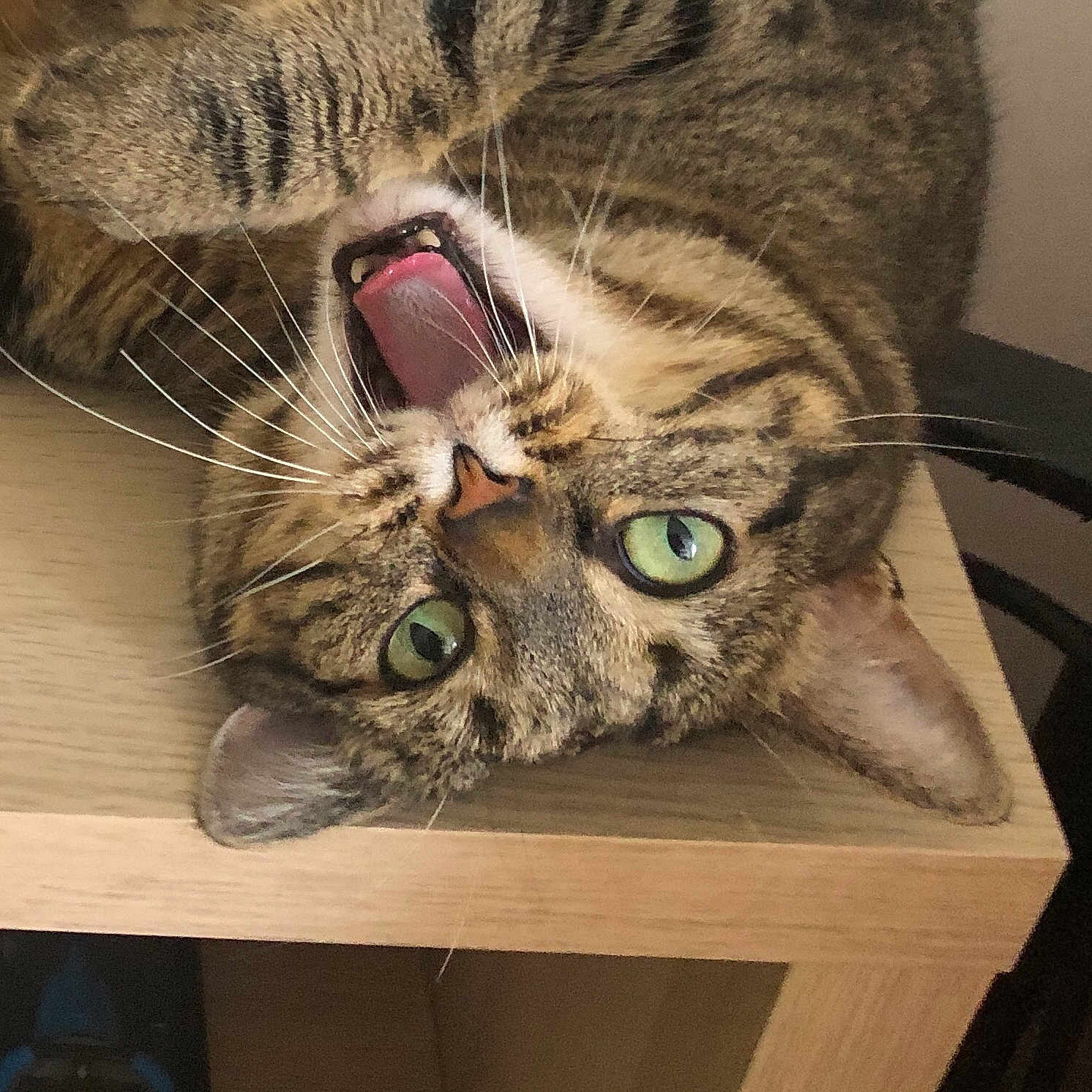 Pepper