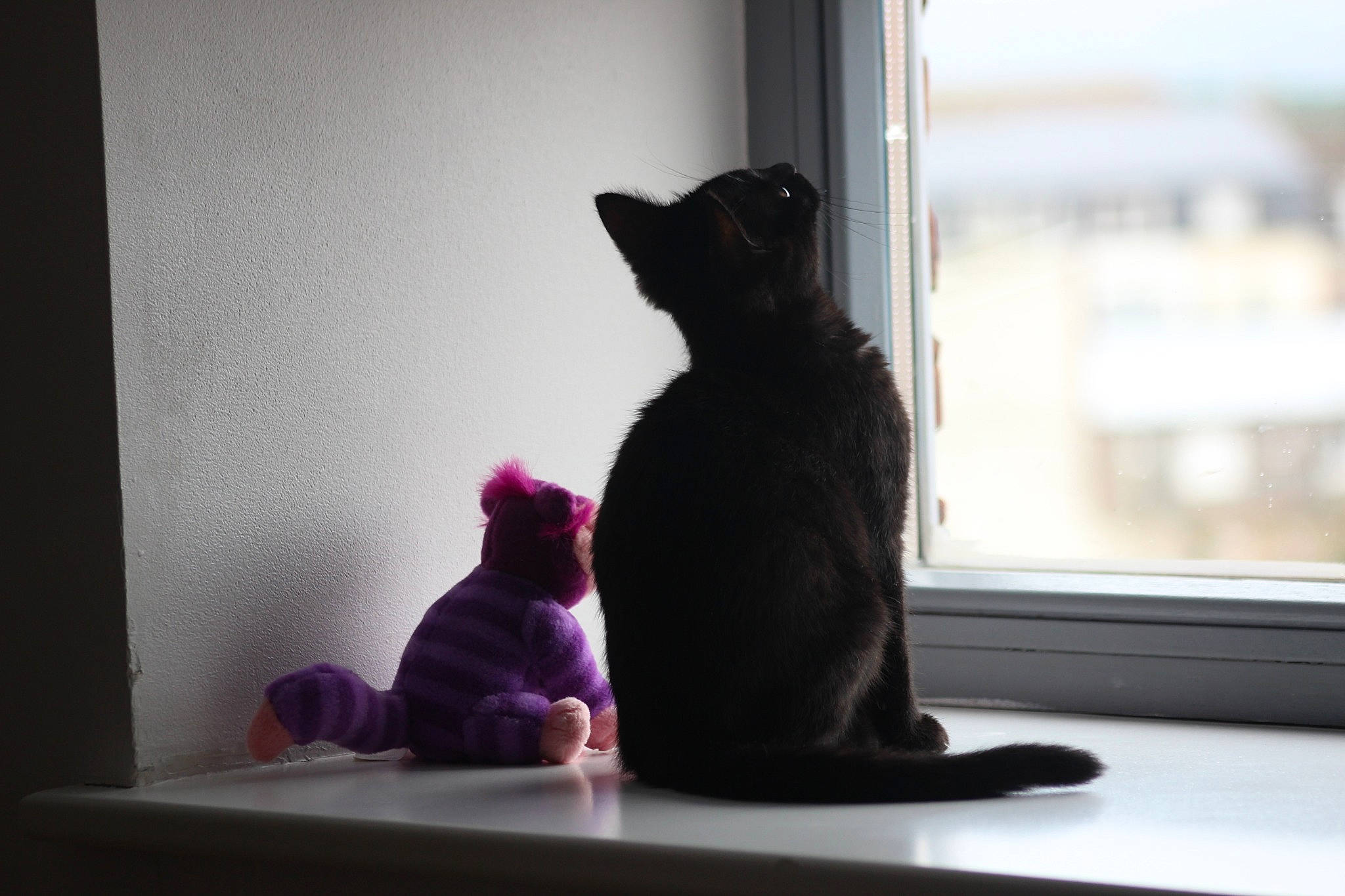Helmut participe au concours pour gagner de l'argent avec cette photo : black_cat, canidae, carnivore, cat, felidae, fur, kitten, magenta, pink, room, sitting, small_to_medium_sized_cats, tail, whiskers, window