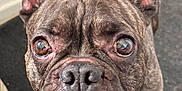 Hugo joined the competition — help win amazing prizes! animal, brindle, canine, carpet, close_up, companion, curious, dog, domestic, ears, eyes, face, floor, french_bulldog, fur, indoor, looking_up, pet, portrait, snout