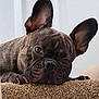 Hugo joined the competition — help win amazing prizes! dog, french_bulldog, brindle, pet, animal, ears, carpet, resting, close_up, face, snout, paw, indoor, cute, portrait, canine, fur, expression, sleepy, domestic