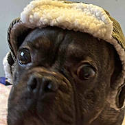 Hugo is registered to the contest to win money with this photo: dog, close_up, hat, cozy, pet, animal, brown, fur, indoors, curious, portrait, face, cute, warm, wide_eyes, canine, domestic_animal, headwear, expression, blurred