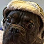 dog, close_up, hat, cozy, pet, animal, brown, fur, indoors, curious, portrait, face, cute, warm, wide_eyes, canine, domestic_animal, headwear, expression, blurred