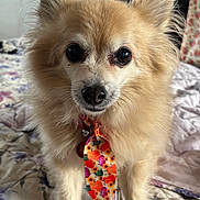 Gizmo is registered to the contest to win money with this photo: dog, small_dog, fluffy, tie, colorful_tie, pet, indoors, bedspread, patterned_bedspread, curious, close_up, animal, cute, furry, sitting, companion, domestic_animal, portrait, soft_light, whiskers