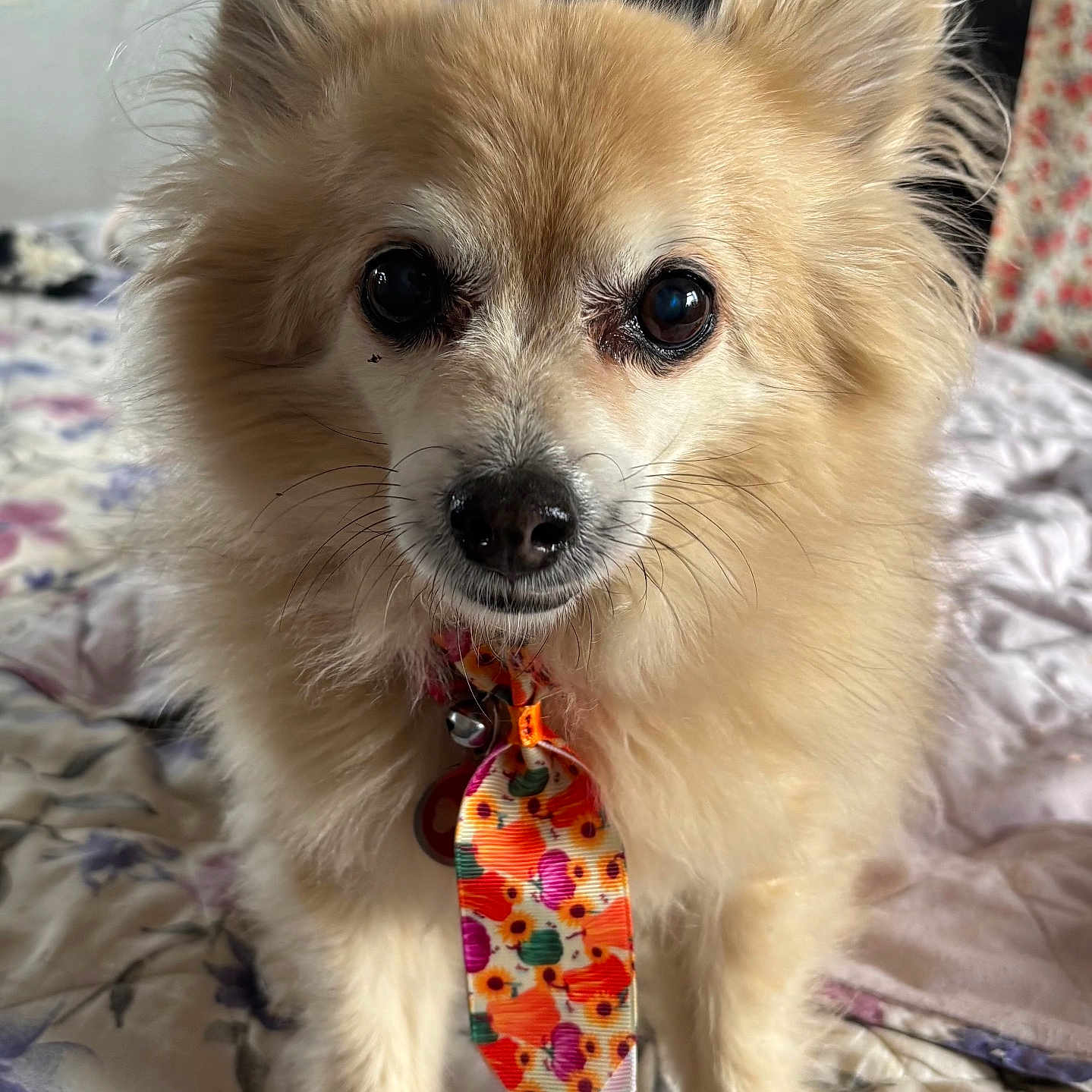 Gizmo is registered to the contest to win money with this photo: animal, bedspread, close_up, colorful_tie, companion, curious, cute, dog, domestic_animal, fluffy, furry, indoors, patterned_bedspread, pet, portrait, sitting, small_dog, soft_light, tie, whiskers