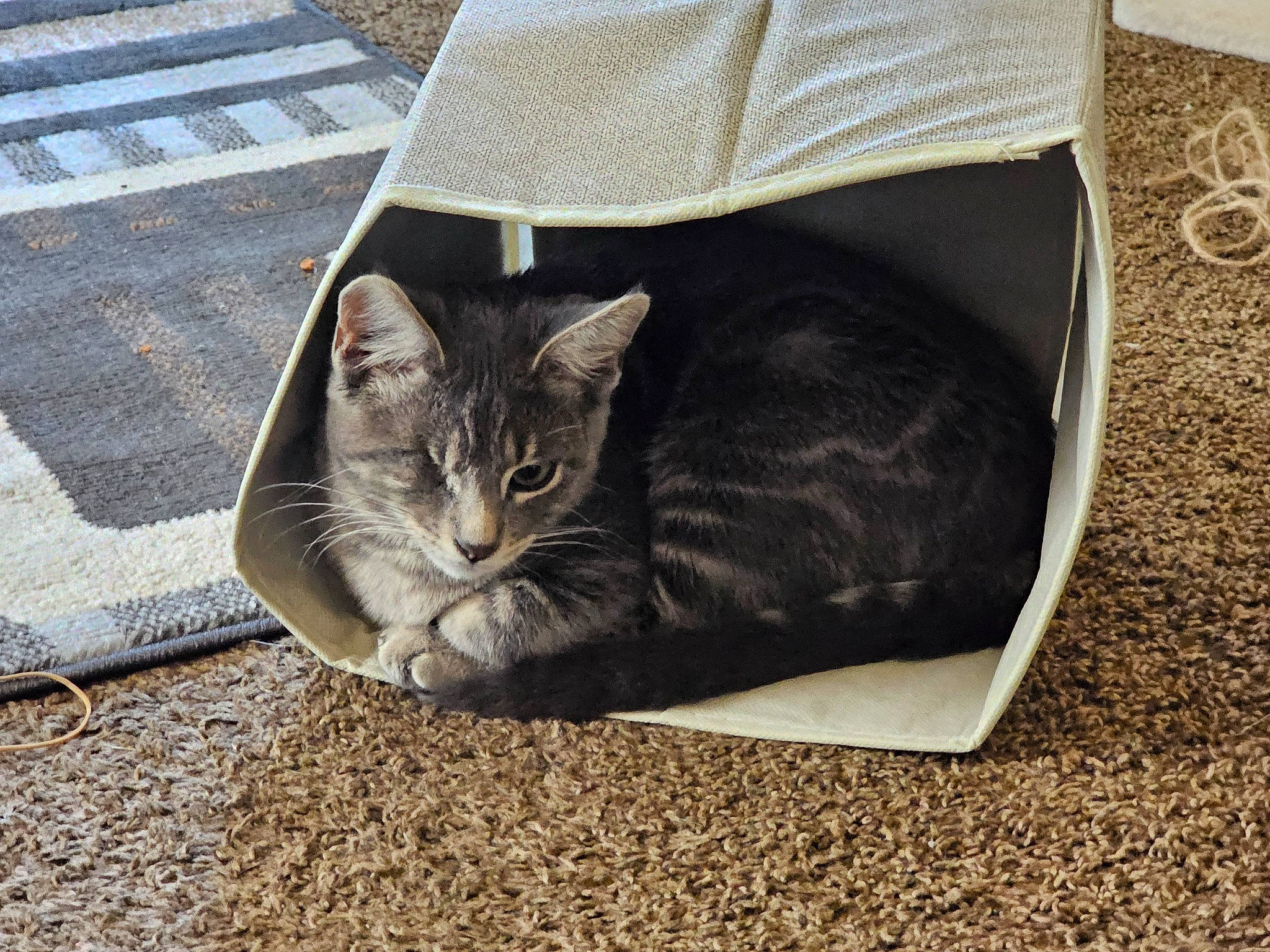 Babushka joined the competition — help win amazing prizes! asphalt, bag, box, carnivore, cat, comfort, domestic_short_haired_cat, felidae, fur, grass, grey, luggage_and_bags, road_surface, sitting, small_to_medium_sized_cats, snout, tail, tree, whiskers, window