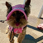 Bebe joined the competition — help win amazing prizes! dog, yorkshire_terrier, small_dog, pet, costume, pink_clothing, bonnet, dress, bow, tongue_out, standing, outdoor, patio, concrete, sunlight, shadow, leash, foot, portrait, cute
