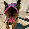 dog, yorkshire_terrier, small_dog, pet, costume, pink_clothing, bonnet, dress, bow, tongue_out, standing, outdoor, patio, concrete, sunlight, shadow, leash, foot, portrait, cute