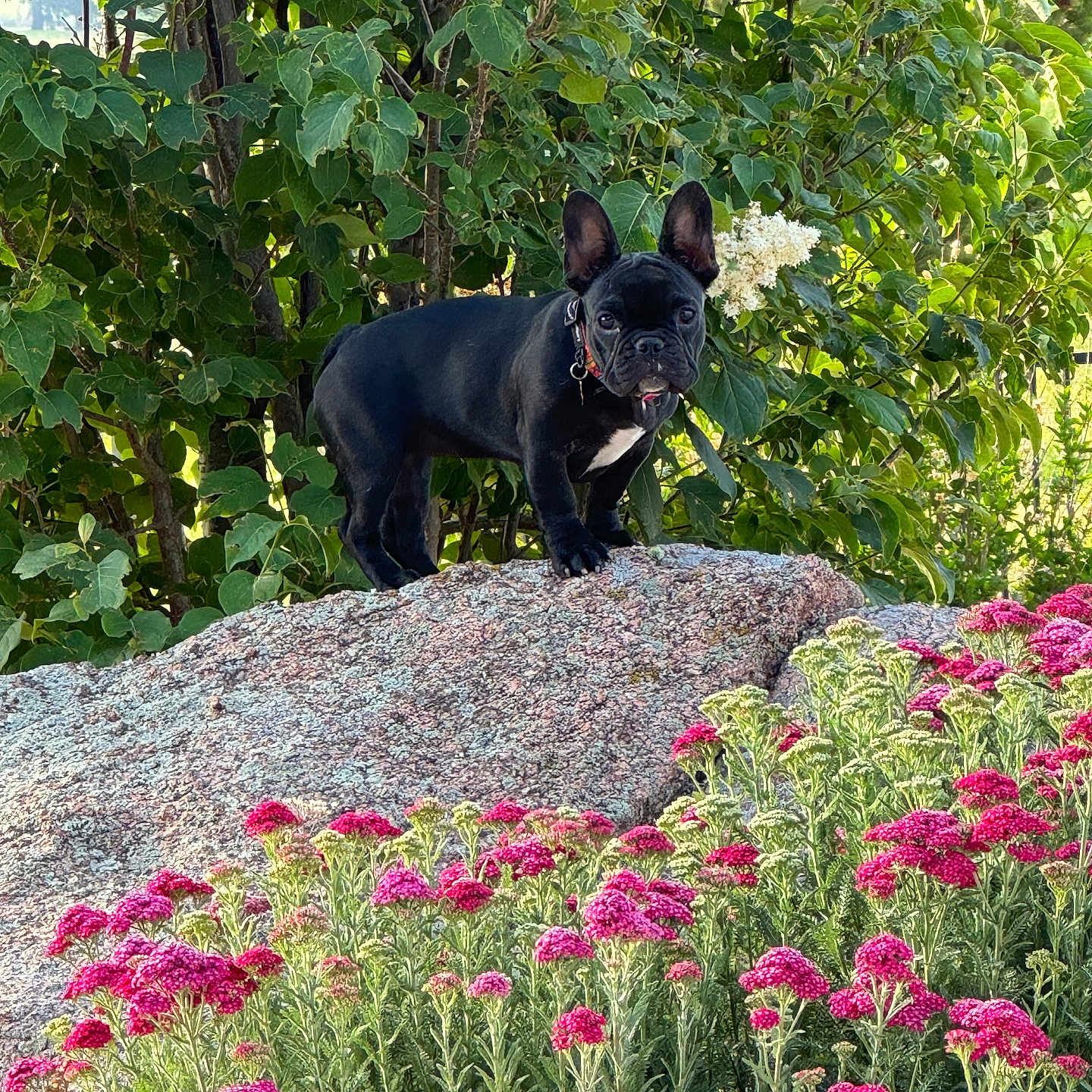 Luna is registered to the contest to win money with this photo: animal, black_dog, canine, dog, flora, flower, french_bulldog, garden, greenery, leaf, nature, outdoor, pet, pink_flower, plant, rock, scenery, standing, summer, sunlight