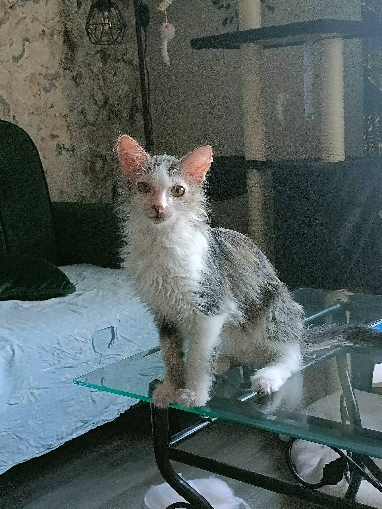 Meiko participe au concours pour gagner de l'argent avec cette photo : carnivore, cat, chair, comfort, domestic_short_haired_cat, fawn, felidae, fur, glass, small_to_medium_sized_cats, tail, whiskers, windshield