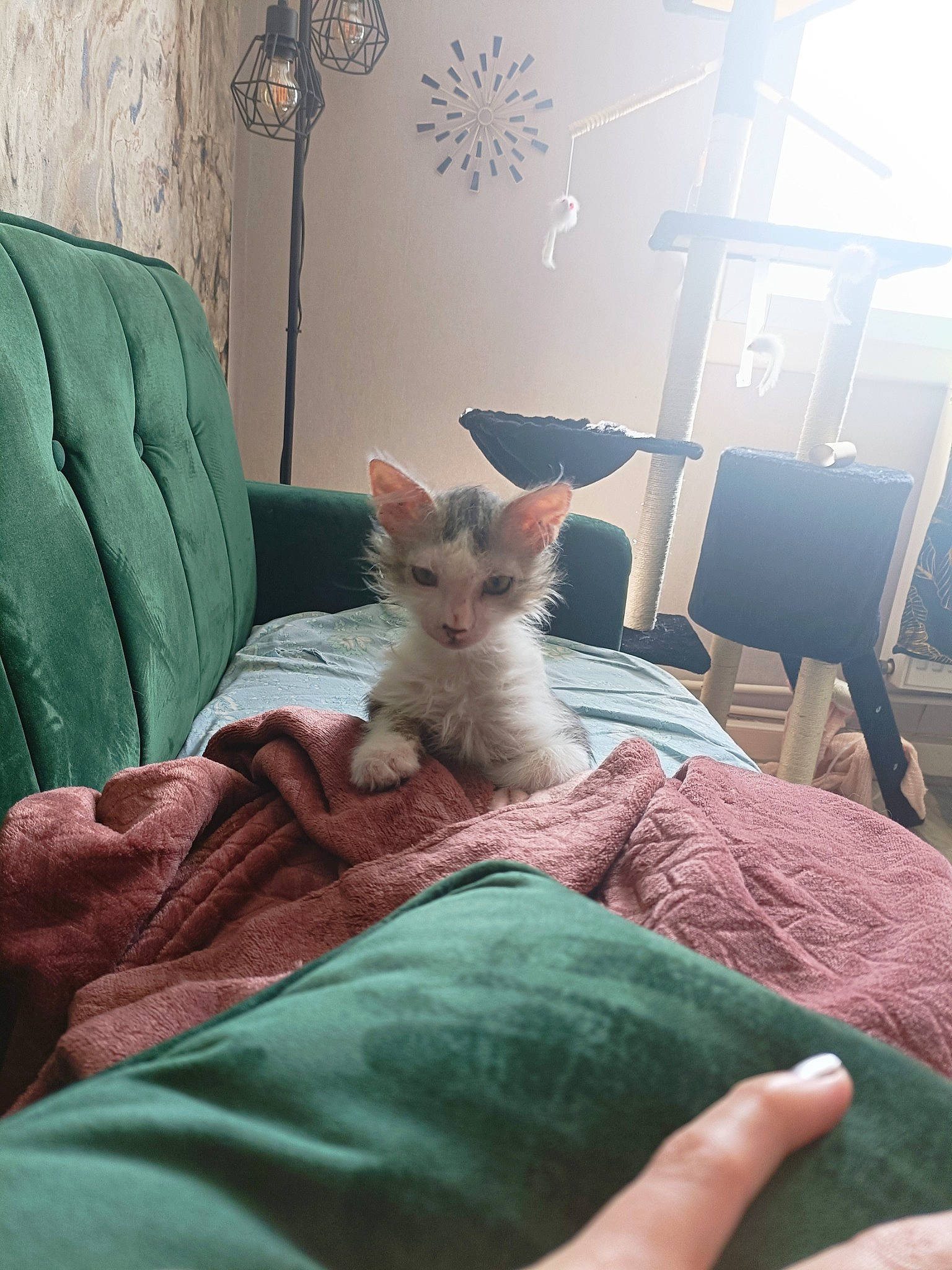 Meiko a rejoint le concours — aidez-le/la à gagner de superbes lots ! bed, bedding, carnivore, cat, chair, comfort, fawn, felidae, fur, furniture, green, grey, human_leg, leg, linens, room, small_to_medium_sized_cats, tail, textile, whiskers