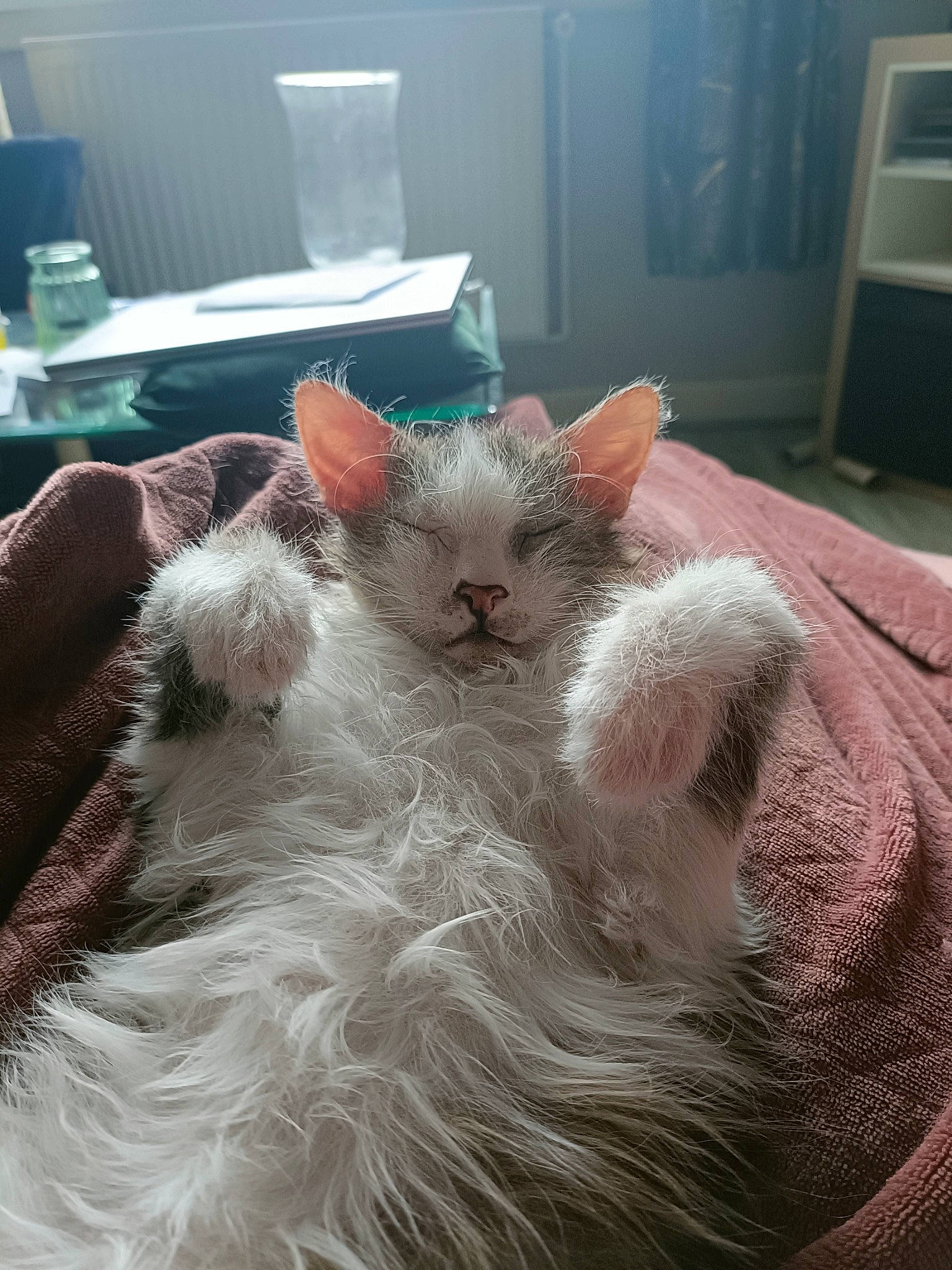 Meiko a rejoint le concours — aidez-le/la à gagner de superbes lots ! animal_shelter, cabinetry, carnivore, cat, cat_bed, claw, comfort, domestic_short_haired_cat, fawn, felidae, fur, nap, paw, small_to_medium_sized_cats, snout, tableware, tail, television, whiskers