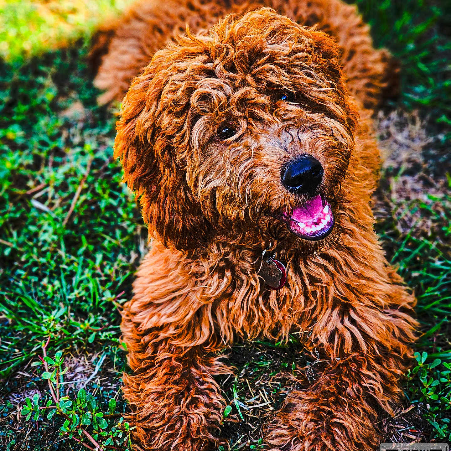 Kenai is registered to the contest to win money with this photo: airedale, animal, ball, bodypart, canine, cockerspaniel, dog, football, grass, lawn, mouth, person, pet, photography, plant, poodle, puppy, qrcode, soccer, terrier