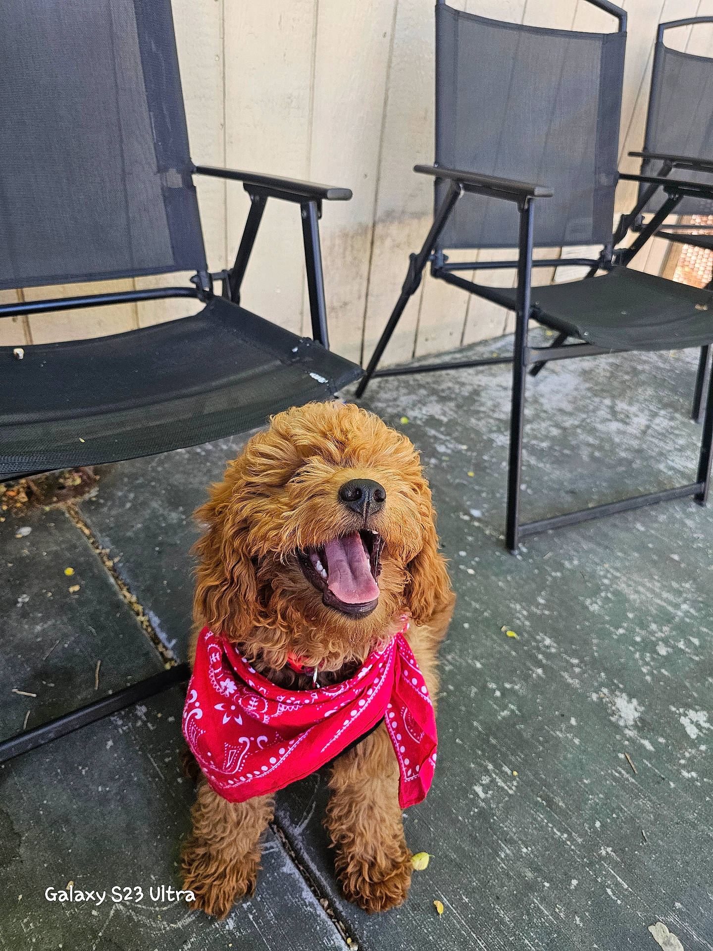 Kenai is registered to the contest to win money with this photo: accessories, animal, bandana, canine, chair, dog, face, furniture, grass, head, headband, person, pet, photography, plant, poodle, portrait, puppy, sunglasses, table