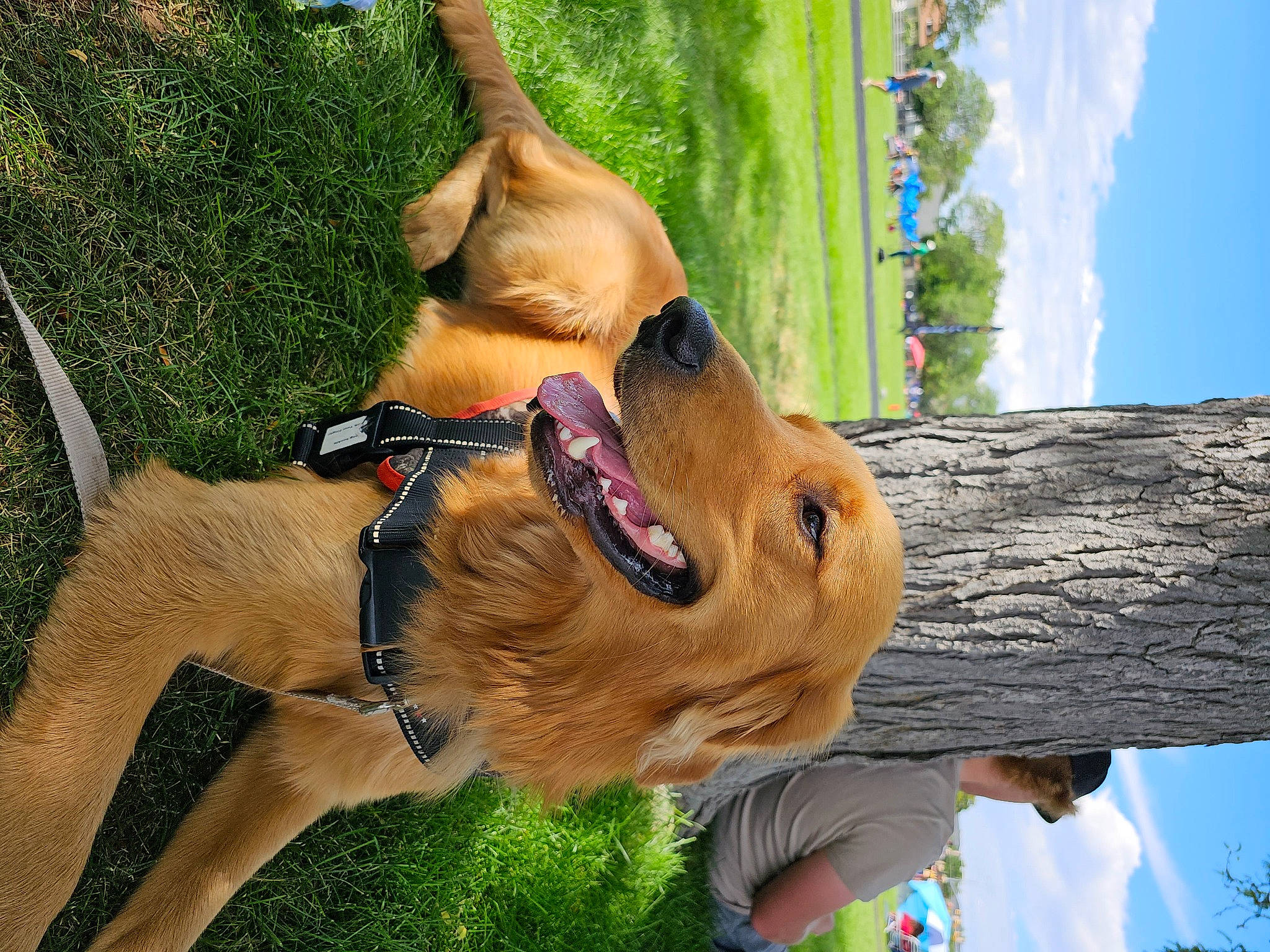 Shady joined the competition — help win amazing prizes! canidae, carnivore, cloud, collar, companion_dog, dog, dog_breed, dog_collar, dog_supply, fawn, leash, liver, pet_supply, plant, sky, snout, sporting_group, tree, wood, working_animal