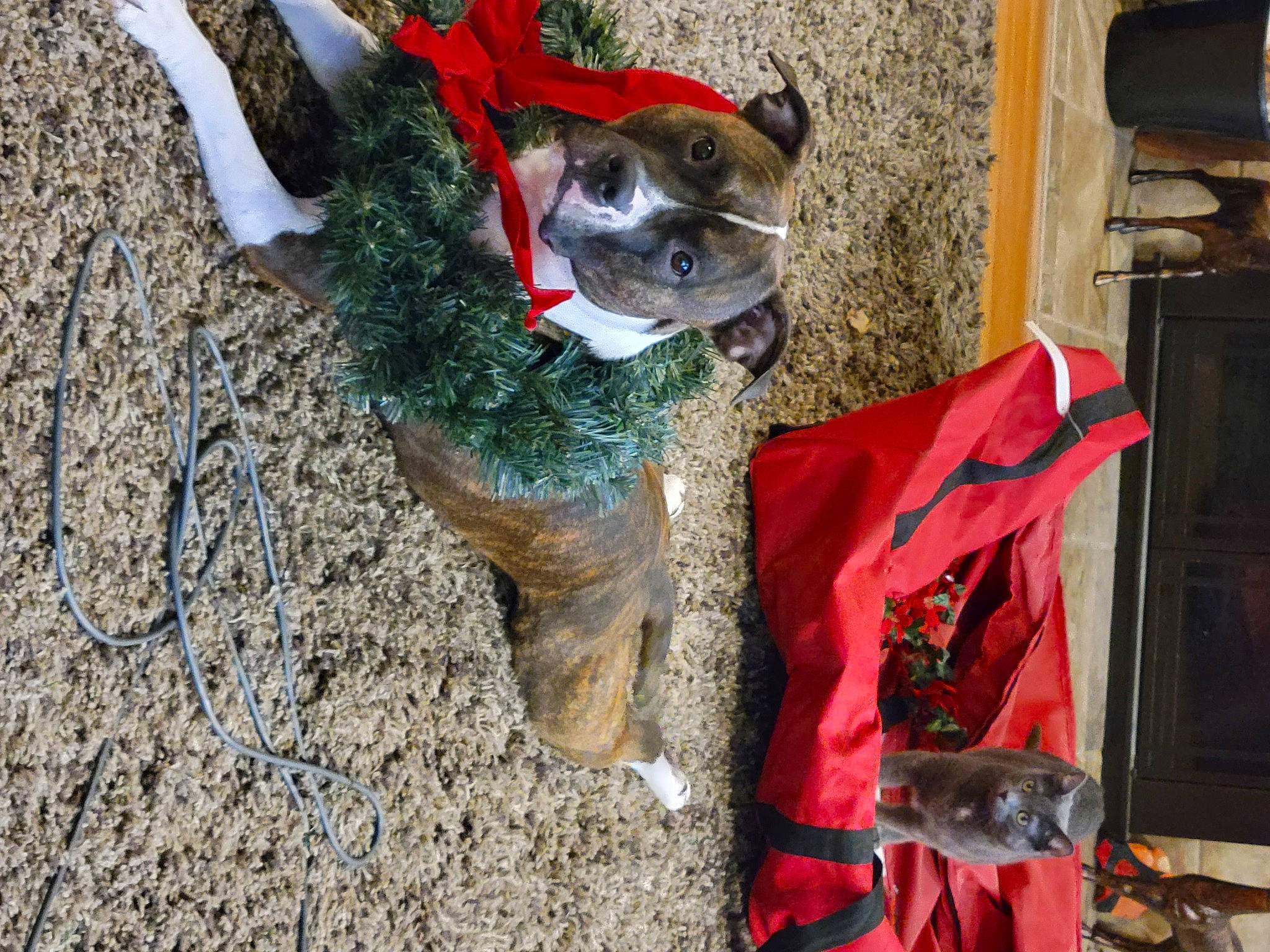 Bud is registered to the contest to win money with this photo: adventure, art, canidae, carmine, carnivore, collar, companion_dog, dog, dog_breed, dog_clothes, dog_collar, dog_supply, fawn, fur, leash, pet_supply, soil, tail, wood, working_animal