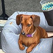 Ollie is registered to the contest to win money with this photo: dog, dachshund, pet, brown_dog, dog_bed, purple_collar, quilted_bed, relaxed, indoor_outdoor, cup_holder, plastic_cup, mesh_screen, fur, canine, resting, small_dog, animal, paw, snout, ears