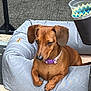 animal, brown_dog, canine, cup_holder, dachshund, dog, dog_bed, ears, fur, indoor_outdoor, mesh_screen, paw, pet, plastic_cup, purple_collar, quilted_bed, relaxed, resting, small_dog, snout