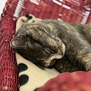 Rafiki participe au concours pour gagner de l'argent avec cette photo : animal, calico, cat, chair, close_up, cozy, curled_up, cushion, feline, fur, home, indoors, nap, pet, red, relaxed, sleeping, tabby, whiskers, woven