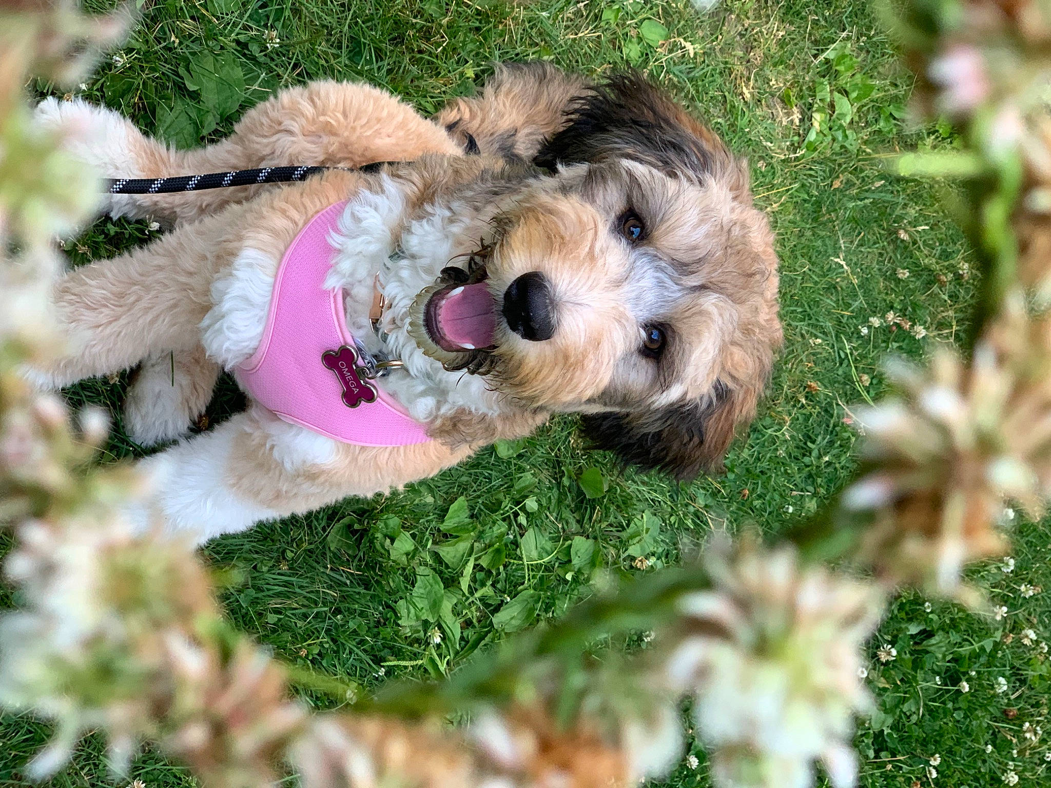 Omega joined the competition — help win amazing prizes! canidae, carnivore, collar, companion_dog, dog, dog_breed, dog_clothes, dog_supply, fawn, fur, grass, plant, small_terrier, snout, sporting_group, stuffed_toy, terrier, toy, toy_dog, wire_hair_fox_terrier