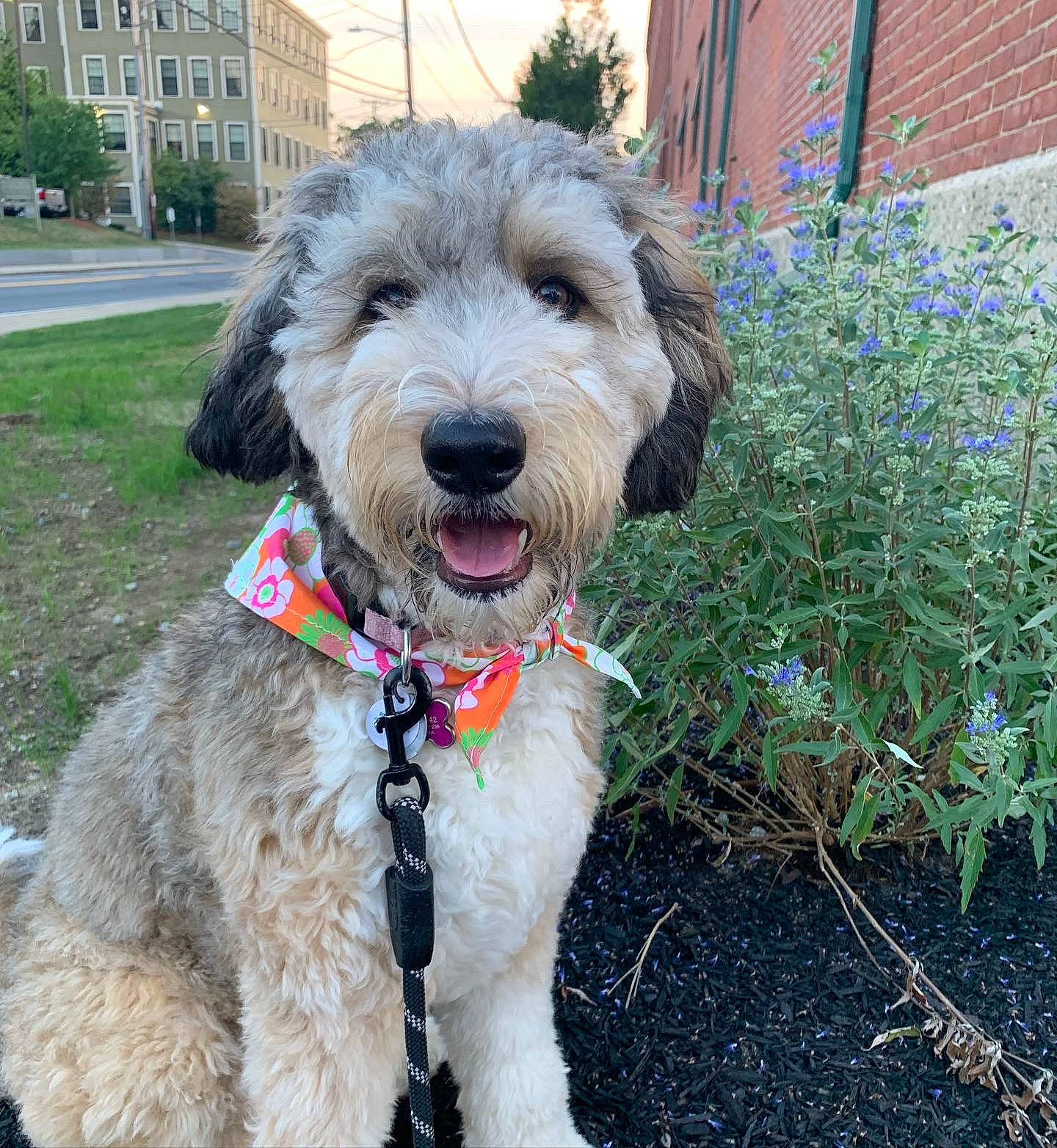 Omega is registered to the contest to win money with this photo: building, canidae, carnivore, collar, companion_dog, dog, dog_breed, dog_collar, dog_supply, fashion_accessory, grass, leash, pet_supply, plant, snout, terrier, tree, water_dog, window, working_animal