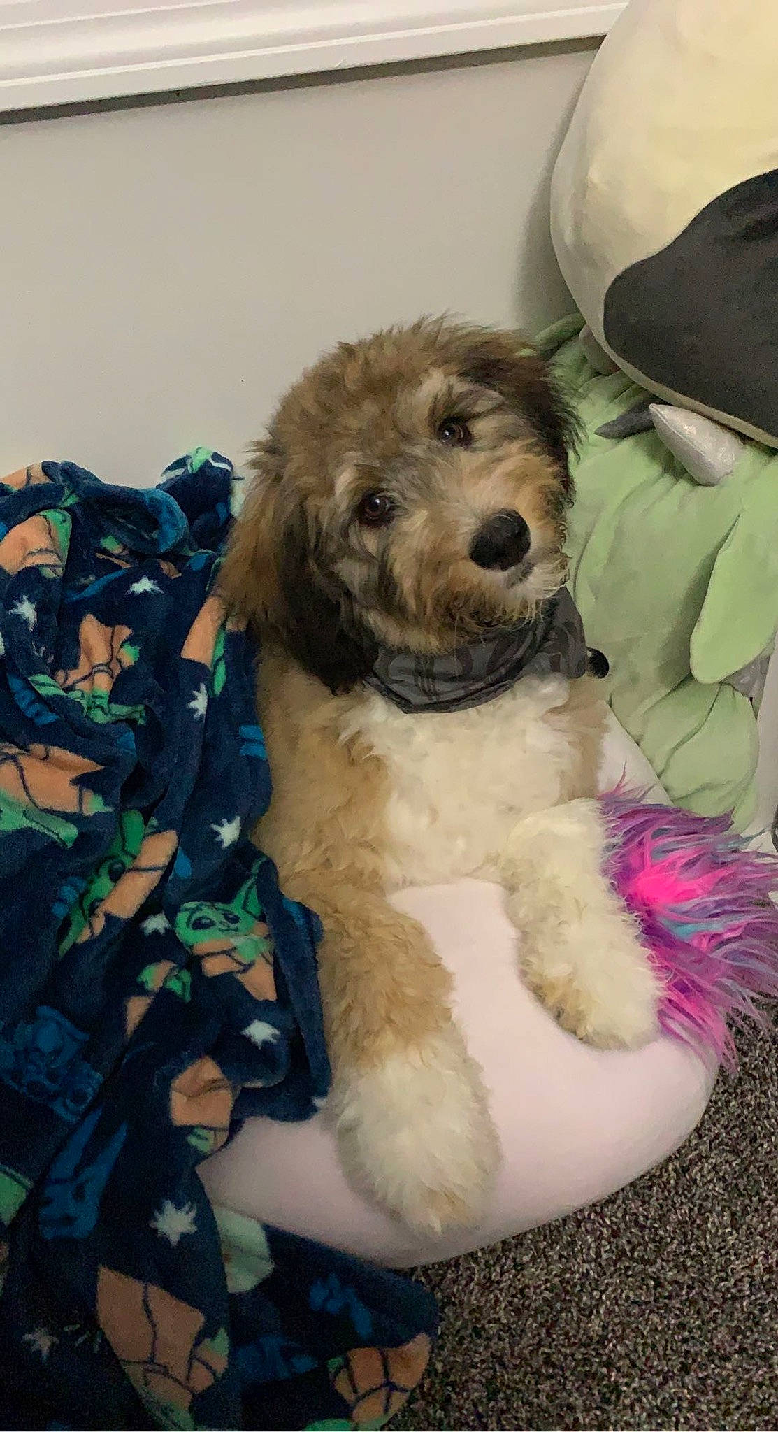 Omega is registered to the contest to win money with this photo: baseball_cap, canidae, carnivore, collar, companion_dog, dog, dog_breed, dog_collar, fur, hat, labradoodle, maltepoo, personal_protective_equipment, poodle, snout, sporting_group, terrier, toy_dog, water_dog, working_animal