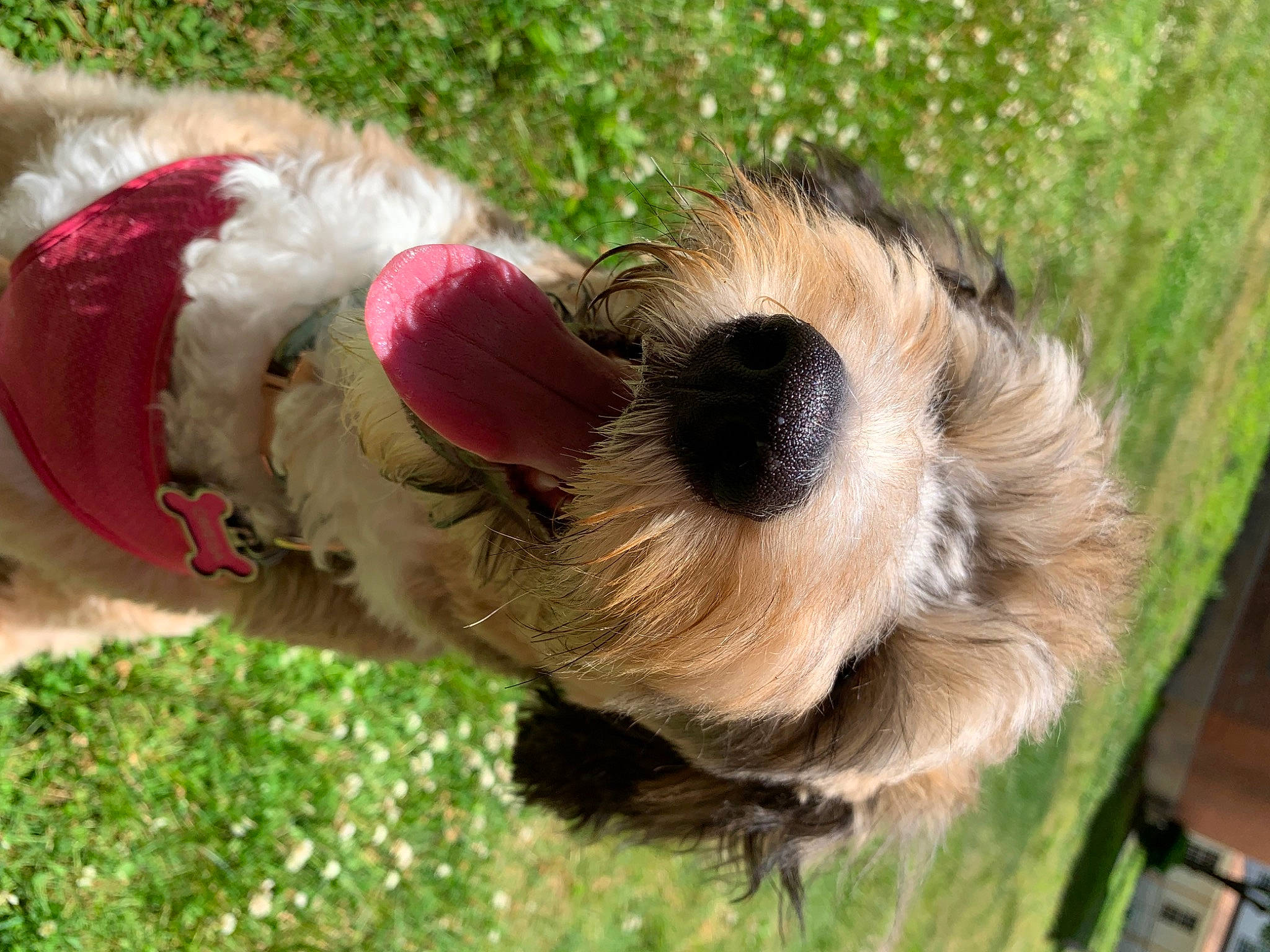 Omega joined the competition — help win amazing prizes! canidae, carnivore, collar, companion_dog, dog, dog_breed, dog_clothes, dog_supply, fawn, fur, grass, liver, pet_supply, snout, sporting_group, tail, terrier, toy, toy_dog, working_animal