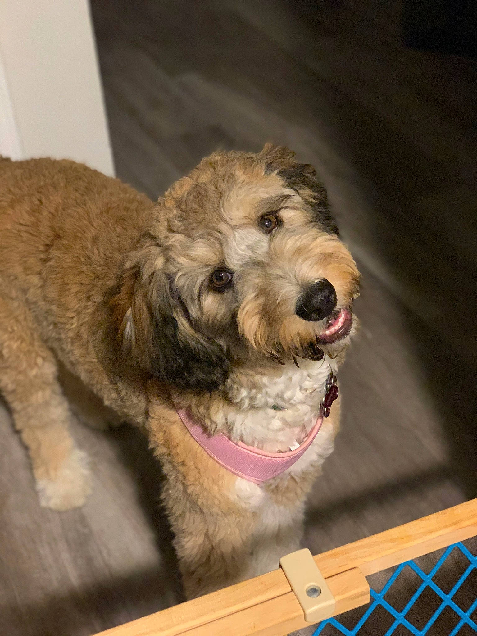 Omega is registered to the contest to win money with this photo: airedale_terrier, carnivore, collar, companion_dog, dog, dog_breed, dog_collar, flooring, fur, labradoodle, liver, mesh, pet_supply, small_terrier, snout, sporting_group, terrier, welsh_terrier, wood, working_animal