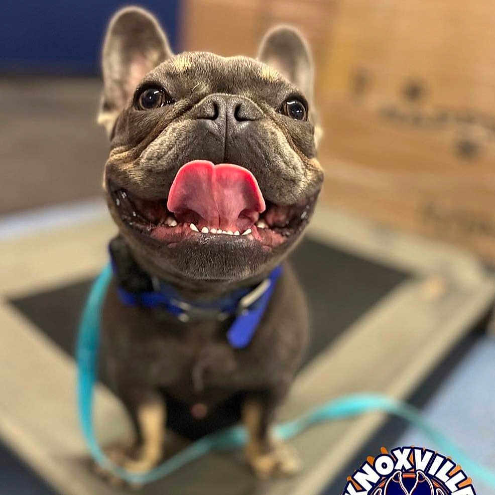 Nyko is registered to the contest to win money with this photo: animal, bodypart, bulldog, canine, dog, frenchbulldog, mouth, person, pet, pitbull, policedog, pug, puppy, snout