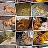 Olaf participe au concours pour gagner de l'argent avec cette photo : animal, bed, blanket, chair, collage, curious, dog, fence, floor, household, indoor, leash, lying_down, outdoor, pet, portrait, sitting, sleeping, table, tile_floor