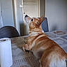 brown_fur, canine, chair, closeup, curious, dog, domestic, door, furniture, household, indoor, interior, looking_up, paper_towel, pet, resting, side_view, table, tablecloth, wall
