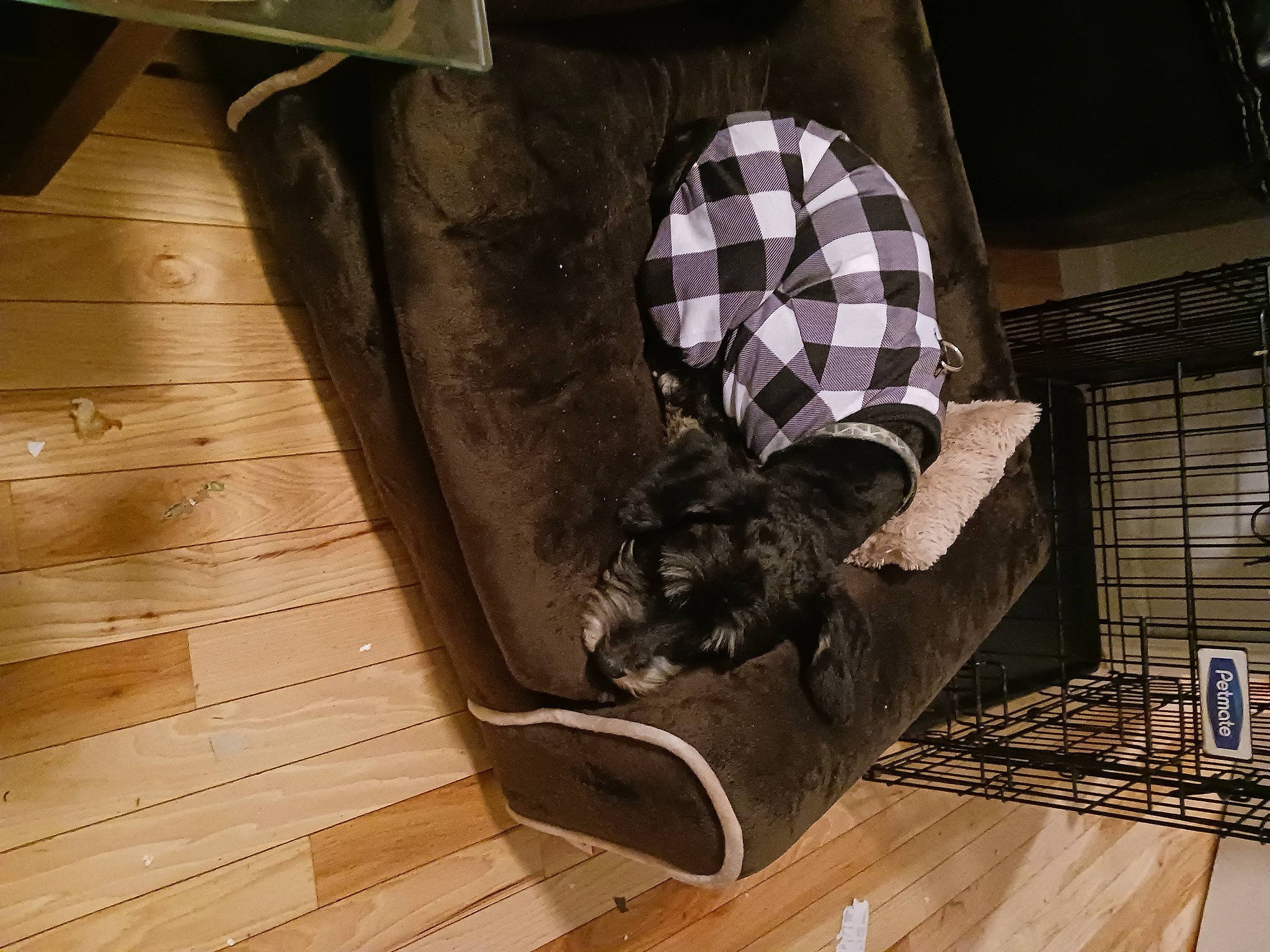 Lucky is registered to the contest to win money with this photo: brown, carnivore, collar, comfort, companion_dog, dog_breed, fawn, felidae, flooring, hardwood, laminate_flooring, pattern, pet_supply, sleeve, sporting_group, tail, tartan, wood, wood_flooring, wood_stain