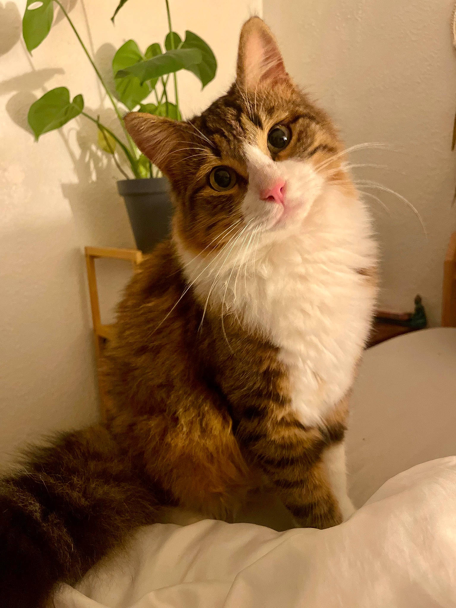 Simon participe au concours pour gagner de l'argent avec cette photo : carnivore, cat, claw, comfort, domestic_short_haired_cat, eye, fawn, felidae, flowerpot, fur, houseplant, paw, plant, sitting, small_to_medium_sized_cats, snout, tail, tree, whiskers, window