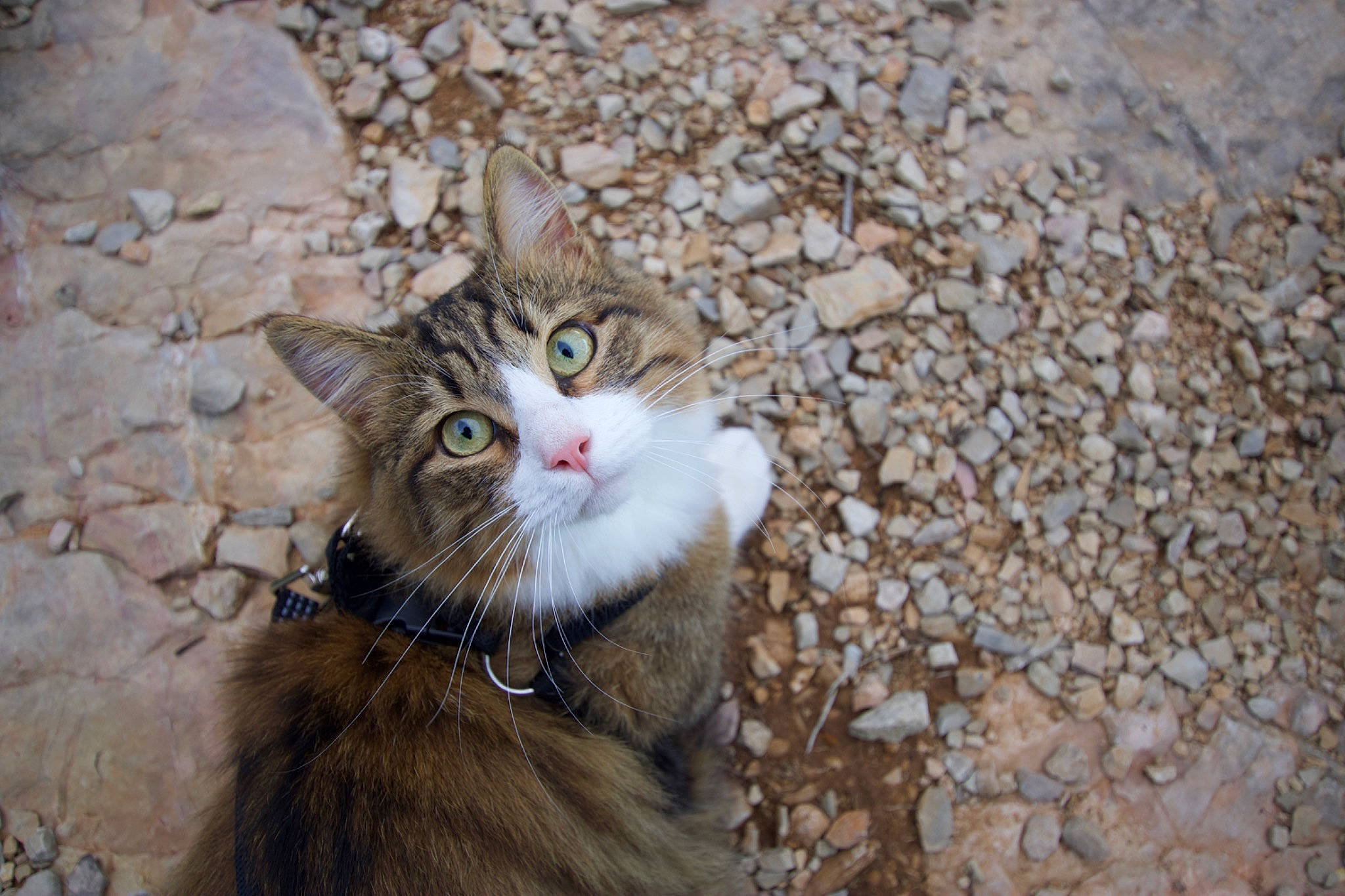 Simon participe au concours pour gagner de l'argent avec cette photo : carnivore, cat, domestic_short_haired_cat, eye, fawn, felidae, fur, grass, organism, paw, small_to_medium_sized_cats, snout, soil, tail, terrestrial_animal, tree, whiskers, wildlife, window, wood