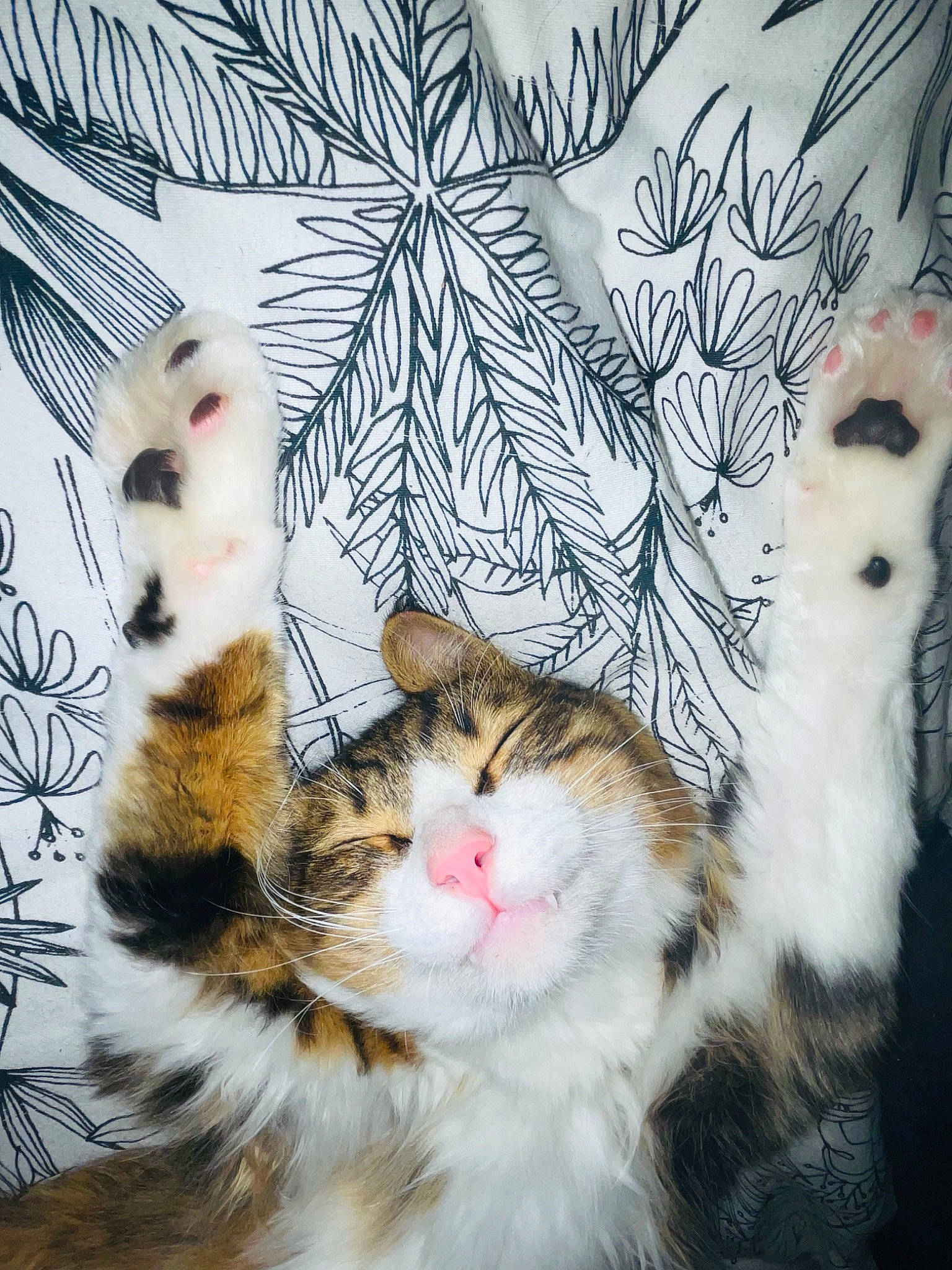 Simon participe au concours pour gagner de l'argent avec cette photo : art, carnivore, cat, claw, domestic_short_haired_cat, eye, fawn, felidae, foot, fur, grass, organism, pattern, paw, small_to_medium_sized_cats, snout, tail, textile, tree, whiskers