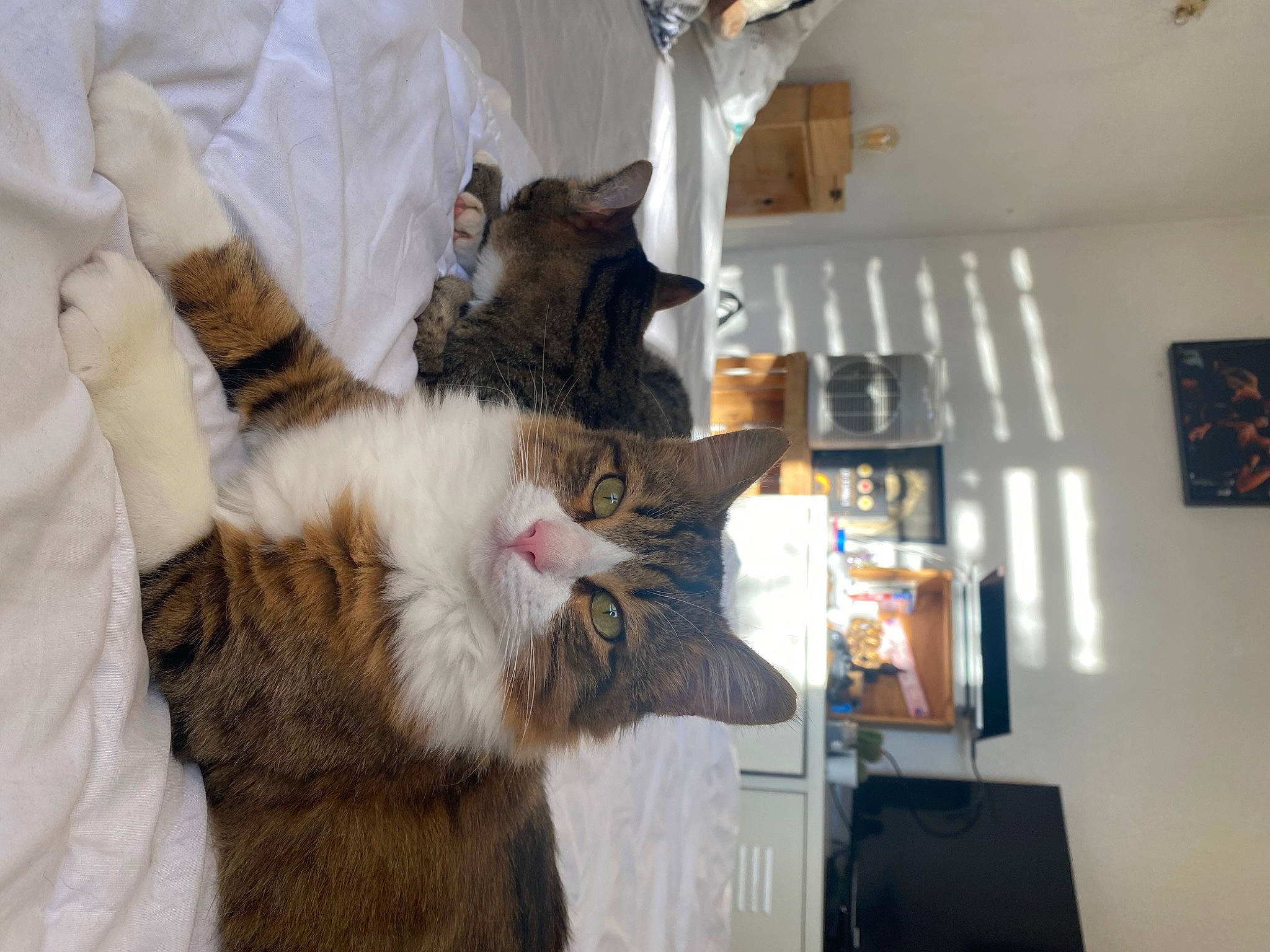 Simon a rejoint le concours — aidez-le/la à gagner de superbes lots ! bed, carnivore, cat, ceiling, claw, comfort, domestic_short_haired_cat, ear, fawn, felidae, fur, gesture, linens, nap, paw, picture_frame, room, small_to_medium_sized_cats, tail, whiskers