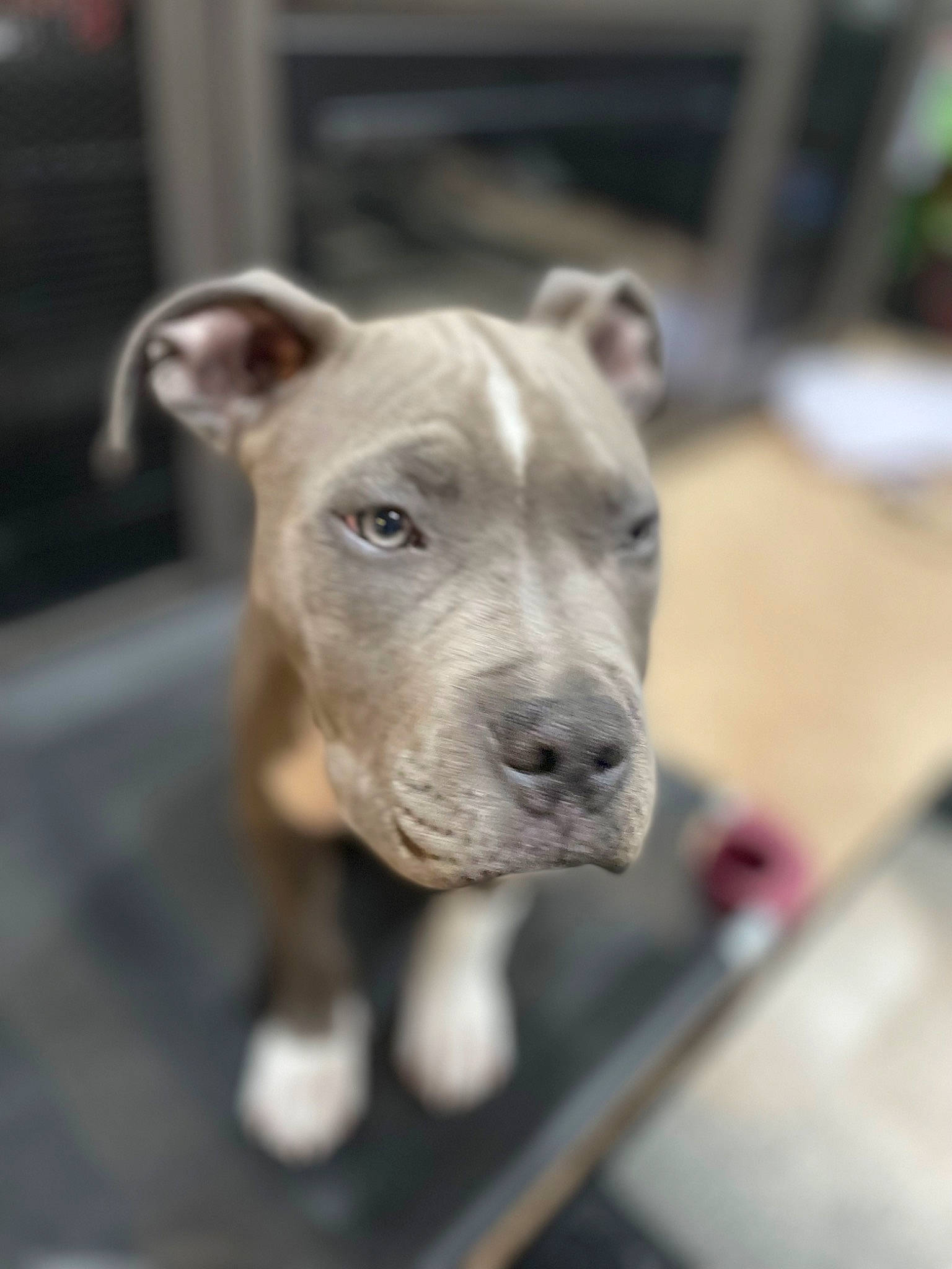 Ace joined the competition — help win amazing prizes! canidae, carnivore, collar, companion_dog, dog, dog_breed, dog_collar, fawn, guard_dog, non_sporting_group, sporting_group, terrestrial_animal, whiskers, working_animal, wrinkle