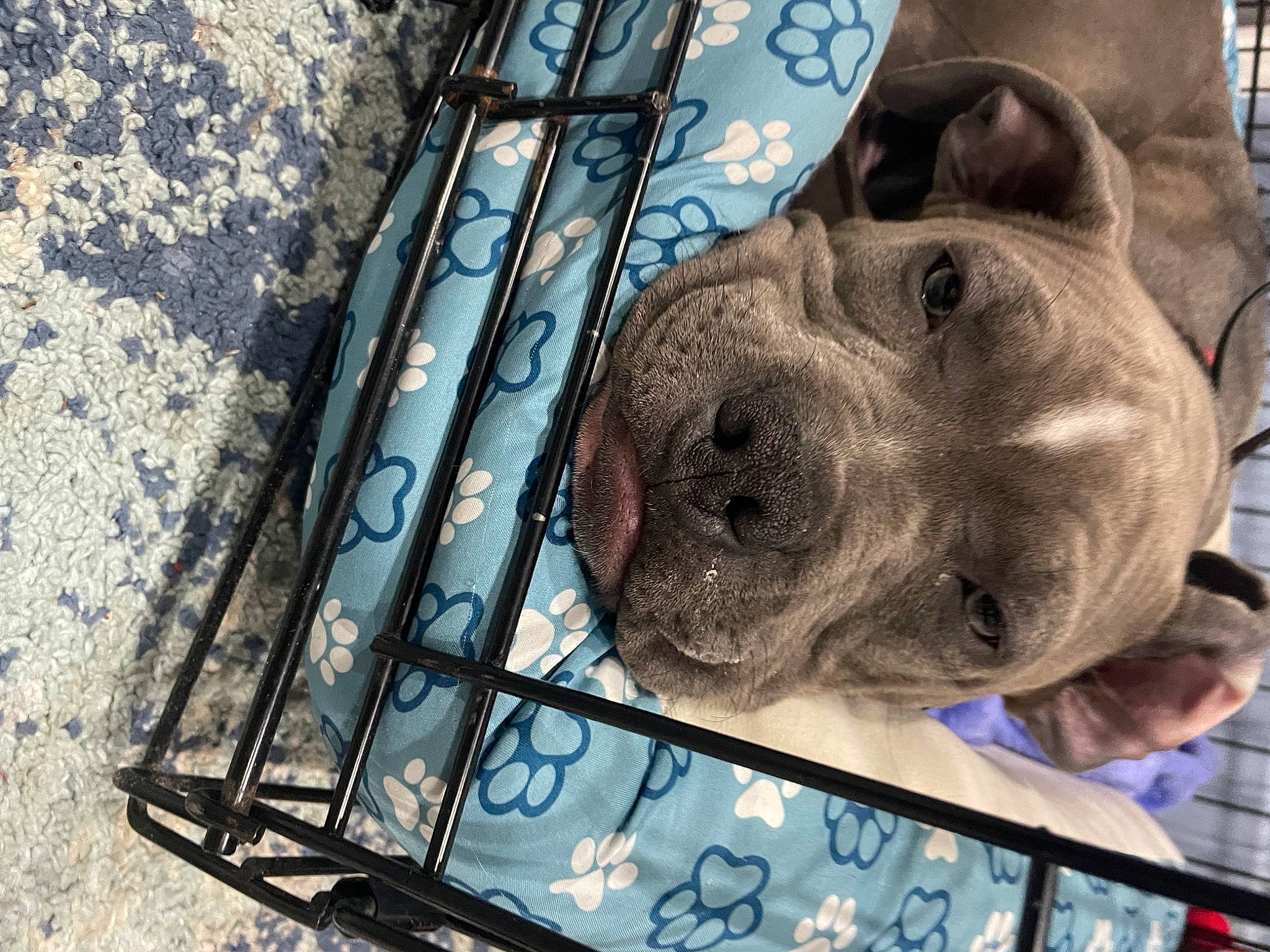 Ace joined the competition — help win amazing prizes! animal_shelter, art, auto_part, canidae, dog, dog_breed, electric_blue, fur, glass, metal, rhinoceros, road_surface, sculpture, selfie, snout, sporting_group, whiskers, working_animal